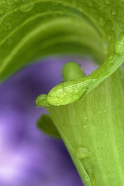 Of Jack-in-the-Pulpit with violet background